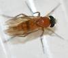 Phalacrotophora sp.